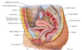 Although a man is needed to reproduce, it is the woman who incubates the developing fetus and. Female Anatomy With Organs