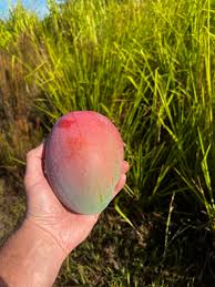 Hawaii Tropical Fruit Growers