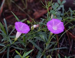 Image result for Ipomoea lapathifolia