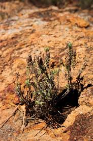 The Esterel A Hiking Paradise On The French Riviera Road Trips Around The World French Riviera Riviera Trip