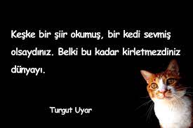 kediler ile ilgili guzel sozler guzel sozler guzel mesajlar kedi guzel soz siir