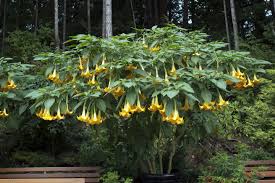 Image result for Brugmansia