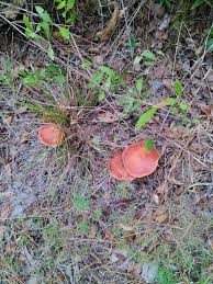 Image result for Boletus speciosus