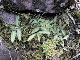 Image result for Multidentia concrescens