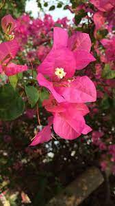 Bougainvillea Plant Outside My House When It S Chinese New Year It Blooms Like The Sakura In Spring In Japan If I M Not Mistaken Pink Flowers Plants Bloom