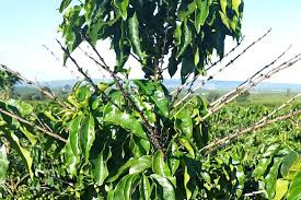 Seca pode reduzir até 40% da produção de café em regiões mineiras - Revista  Negócio Rural