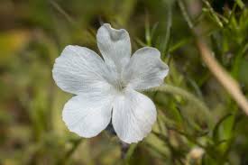 Image result for Rhamphicarpa