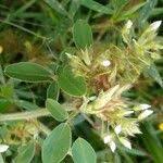 Image result for Grona stolzii