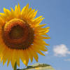 Visualizza altre idee su fiori, bellissimi fiori, piante. 1