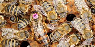 SETX Local BeeKeepers Meeting