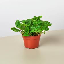Image result for Pilea rivularis