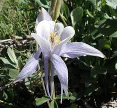 Select from premium colorado blue columbine of the highest quality. Aquilegia Caerulea Colorado Blue Columbine Identification Distribution Habitat