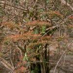Image result for Combretum paniculatum