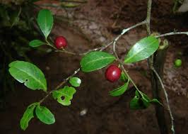 Image result for Mystroxylon