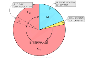 Image result for Cell Cycle