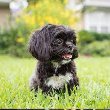Gorgeous teacup shih tzu puppies, 1 male and 1 female, akc registered. Breeders With Shih Tzu Puppies For Sale In Texas