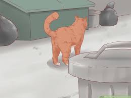 Show one to your cat and if they get interested, you know you're onto a winner. 3 Ways To Get Your Cat To Come Inside Wikihow