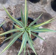 Image result for Beschorneria yuccoides