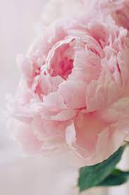 Check spelling or type a new query. Pink Peony Beautiful Flowers Pretty Flowers Pink Peonies