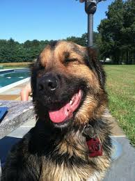 Do Dogs Really Smile Smiling Dogs Dog Names Do Dogs Smile