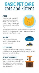 Cat Care Tips First Time Cat Owner Pet Care Cats Cat Care