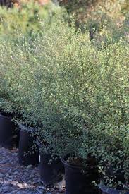 Image result for Pittosporum tenuifolium