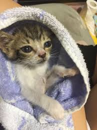 Silvina R Adli Kullanicinin Mulder S Diary Panosundaki Pin Kedi