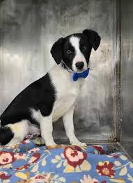 Adams County Pet Rescue