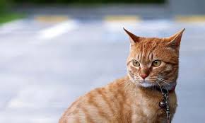 Tabby cats have coats which have distinct markings in the form of whirls, stripes, or spots. Orange Tabby Cats Facts Personality And Genetics