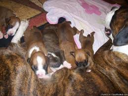 If you are unable to find your boxer puppy in our puppy for sale or dog for sale sections, please consider looking thru thousands of boxer dogs for adoption. Boxer Puppies Price 250 For Sale In Killeen Texas Best Pets Online