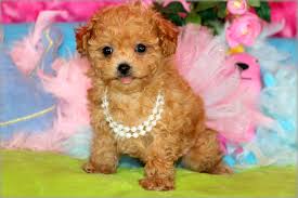 These puppies are from our past litters. Poodle Puppies For Sale In Louisiana Princess Puppies