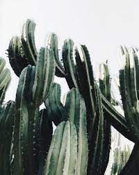 They're known to get a little prickly, which can really succulent. Awesome Indoor And Outdoor Cactus Garden Ideas No 17 Outdoor Cactus Plants Plants Cactus Plants