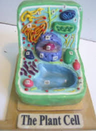 Polymer Clay Set On Wood Model For High School Science Class Cells Project Plant Cell Project Plant Cell Project Models