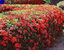Image result for Ixora praetermissa