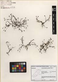 Image result for Chrysanthellum