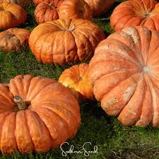 Image result for Cucurbita maxima