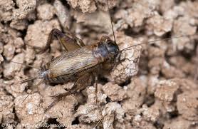 Image result for Erythrocephalum decipiens