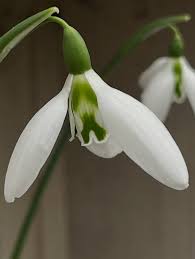 Image result for ghiocel