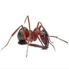 Find the best professional pest control companies to help you get your home or office cleaned from ants, bed bugs, cockroaches, and rats in sharjah & n. Pest Control Sharjah Aim Premium Pest Control Services