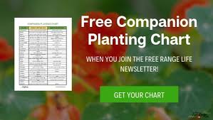 May 27, 2021 · learn about companion planting with herbs!here are our favorite culinary herbs for the garden—and the kitchen. The Ultimate Guide To Companion Planting In Your Vegetable Garden