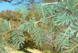 Image result for Acacia tortilis