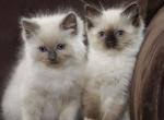 There are 636 ragdoll kitten for sale on etsy, and they cost $15.46 on average. Available Ragdoll Kittens For Sale Cats For Adoption New Jersey United States