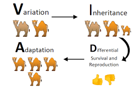 Evolution Vida Chart
