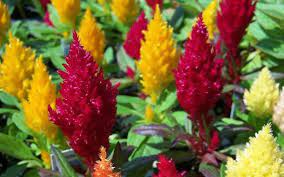 Plume Celosia Flower Seeds Annual Plants Annual Flowers