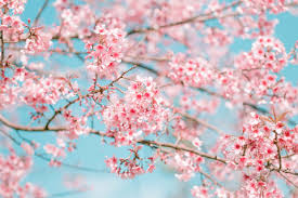Established in 1825, holt & bugbee company is a manufacturer and distributor of a range of hardwood and softwood lumber. What Is The Spring Equinox And When Does Summer Start Metro News
