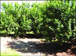 I'm turning my head up and down. A 5 Year Old South African Lemon Orchard Of Trees On Rough Lemon Download Scientific Diagram