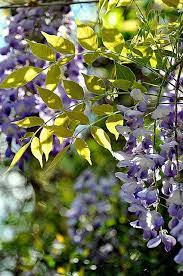 Dsc 0048a Flower Garden Wisteria Flowering Vines