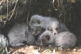 It is a small fox which lives in the arctic. Diet Behavior The Arctic Fox