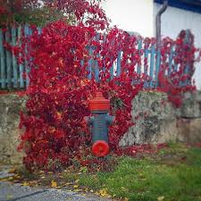 Rotkappchen Und Der Bunte Herbst Geniesst Den Feiertag Herbst Herbstfarben Coloursofautumn Indiansummer Ig Instagram Instagram Posts Outdoor Decor
