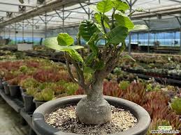 Image result for Fockea multiflora